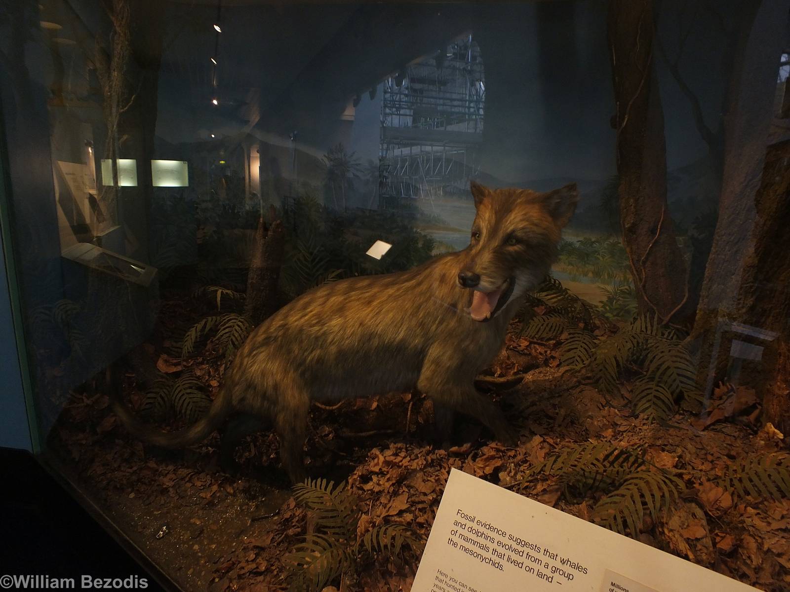 Mesonychid, Ancestor of Cetaceans - NHM London