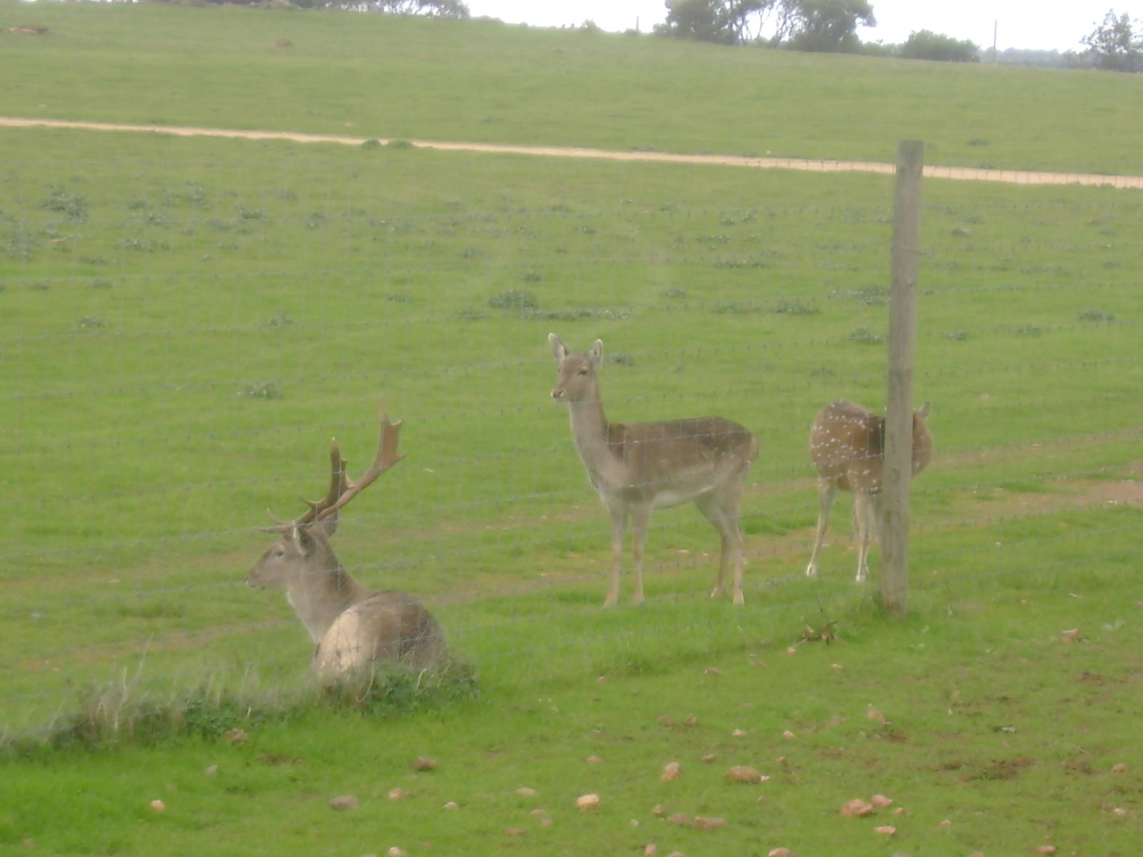 Mesopatamian Fallow Deer