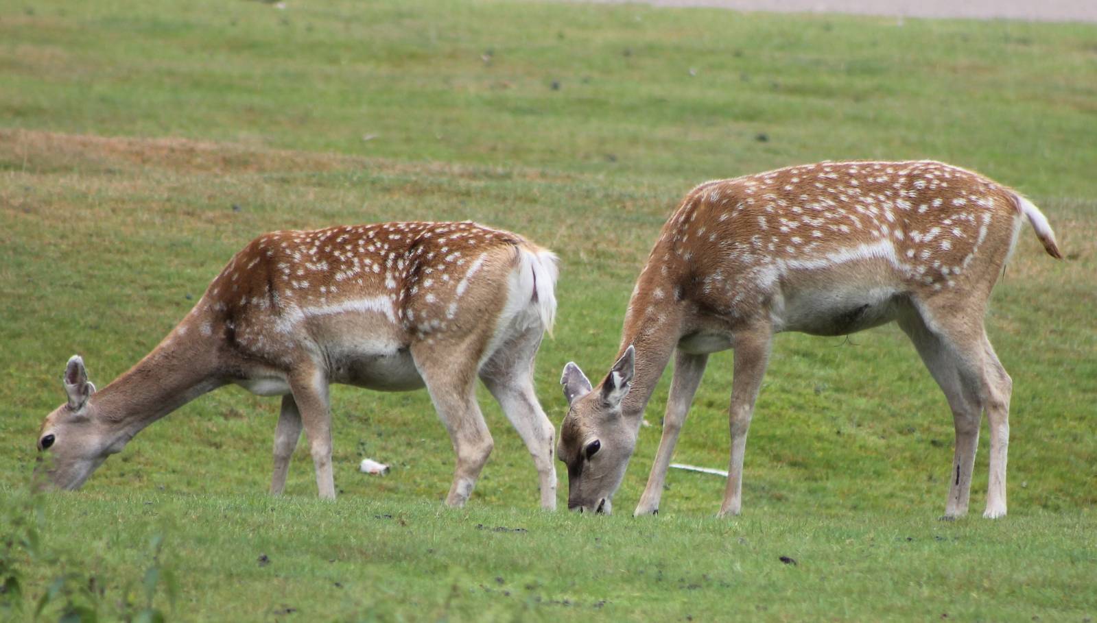 Mesopetanian fellow deers