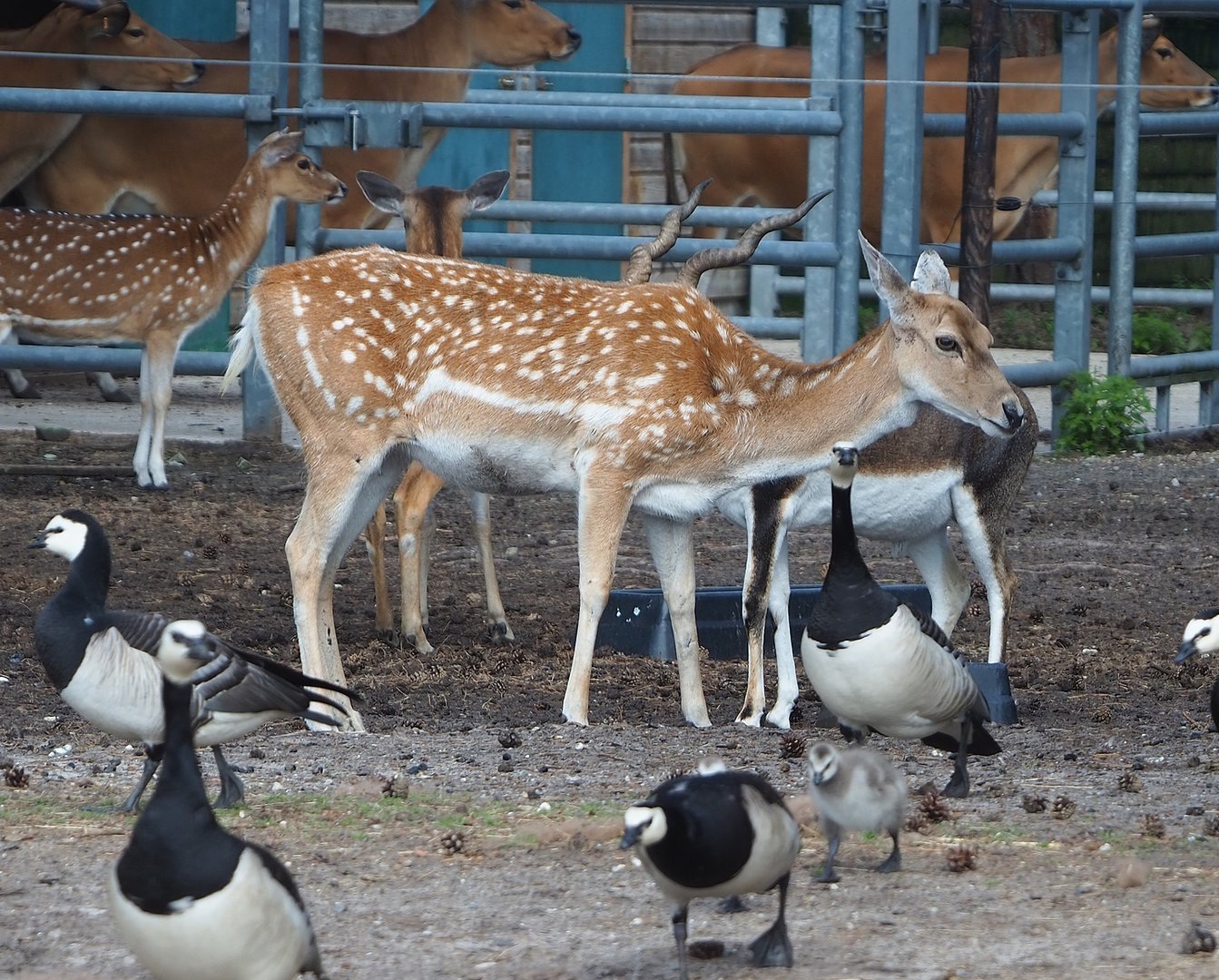 Mesopotamian fallow deer (Dama mesopotamica), 2022-06-12