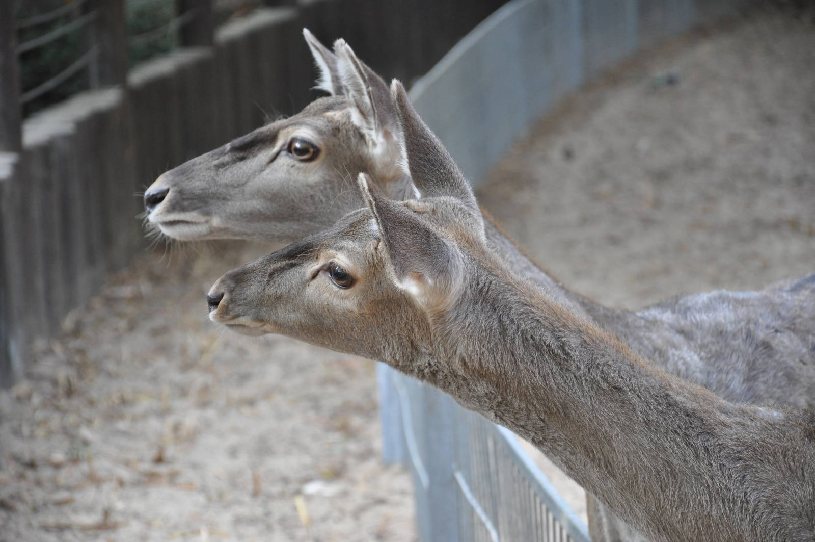 Mesopotamian fallow deer / Dama mesopotamica
