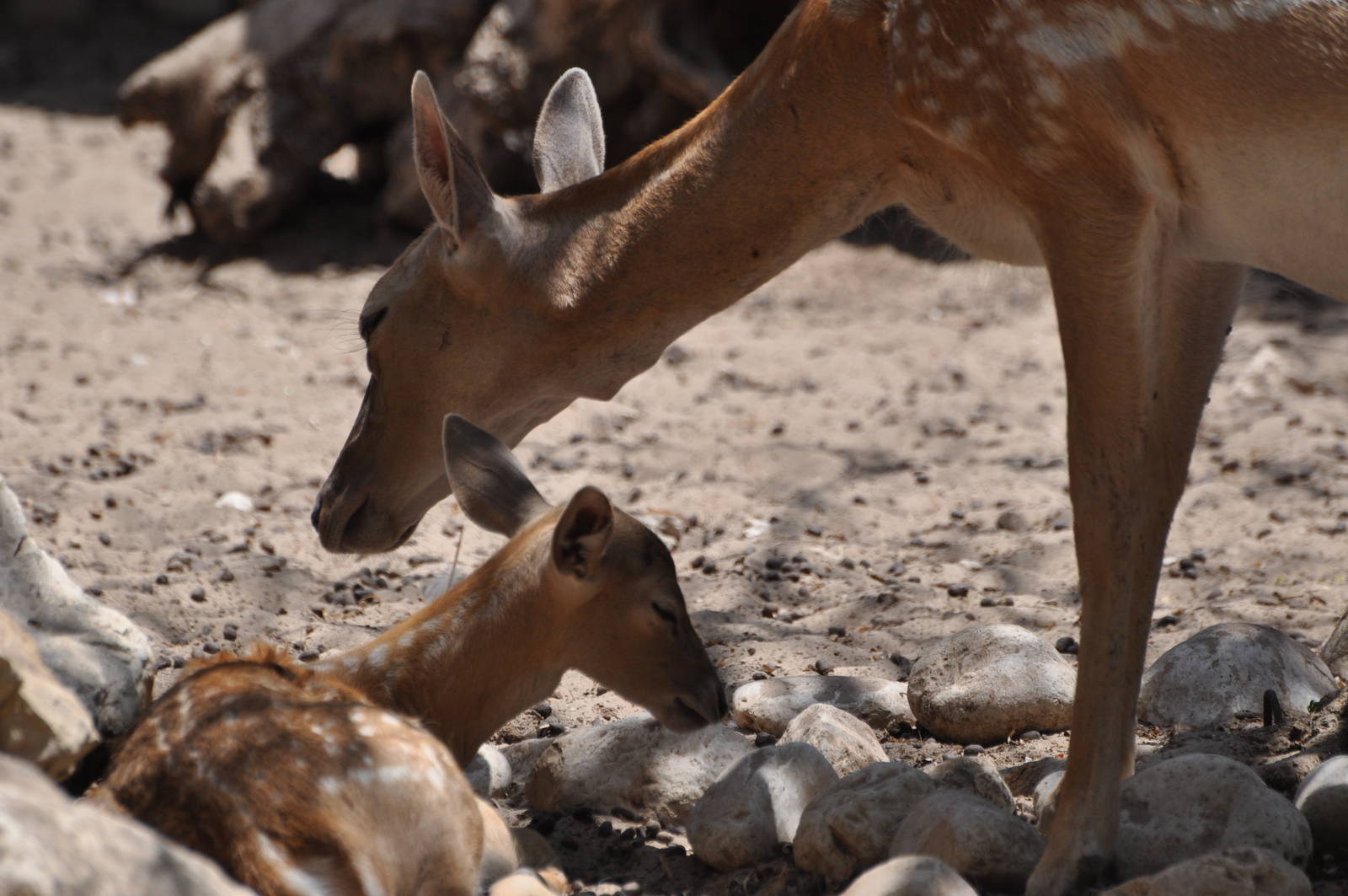 Mesopotamian fallow deer/ Dama mesopotamica