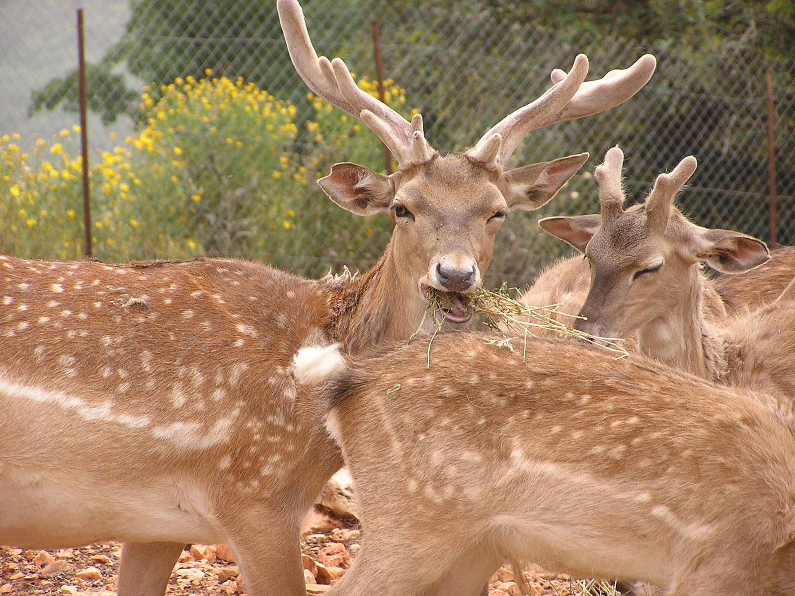 Mesopotamian fallow deer/ Dama mesopotamica