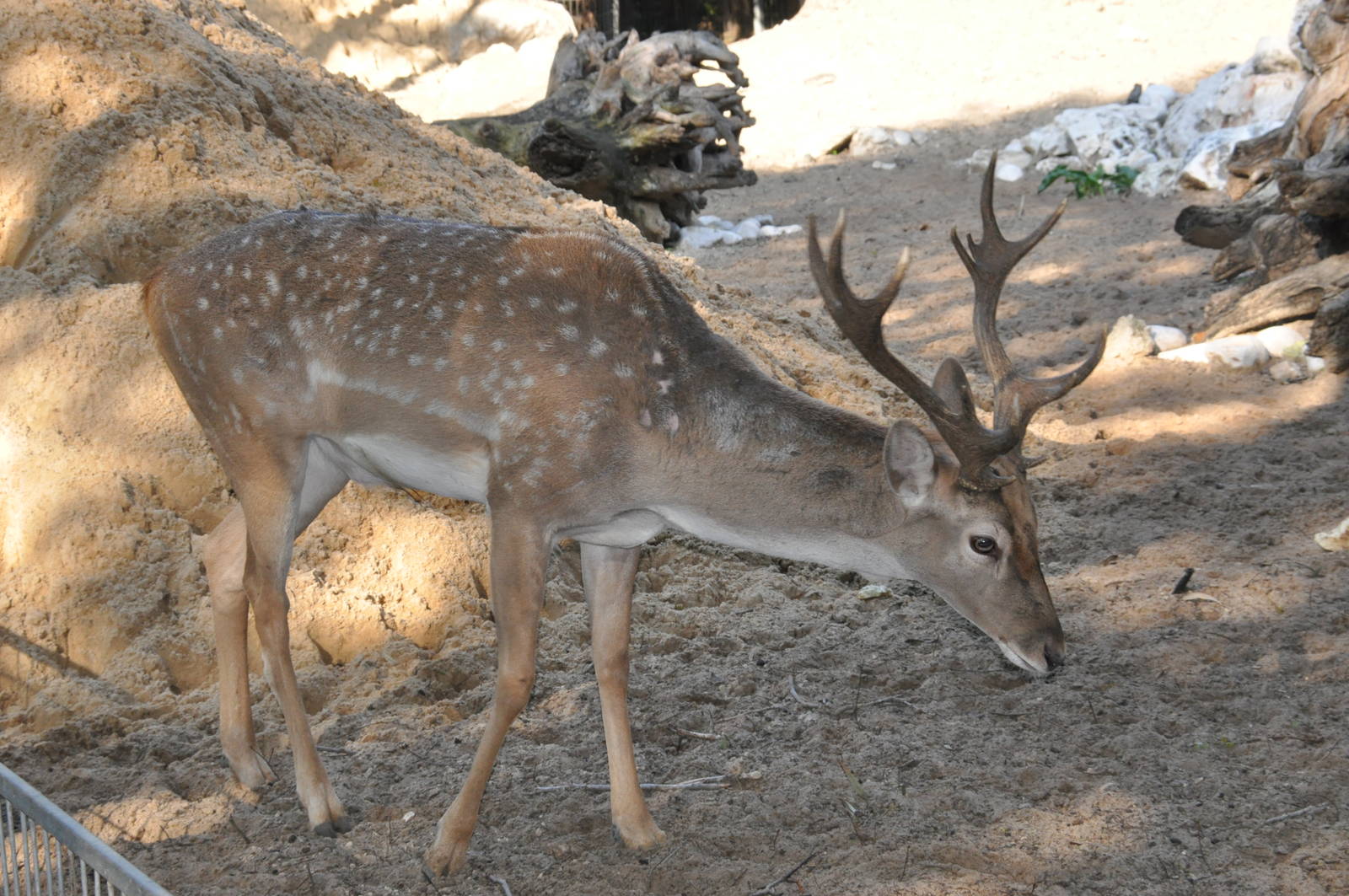 Mesopotamian fallow deer/ Dama mesopotamica