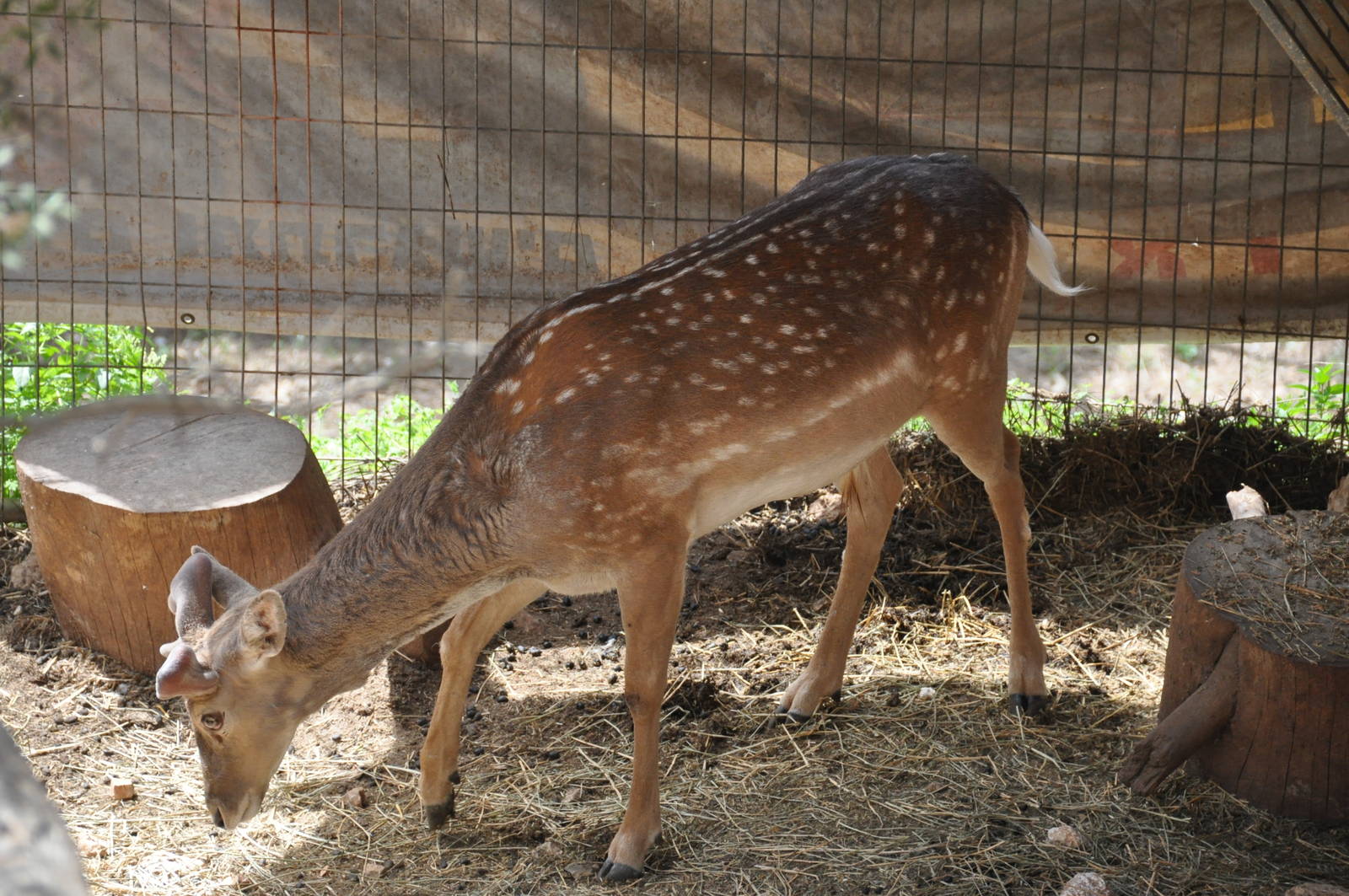 Mesopotamian fallow deer/ Dama mesopotamica