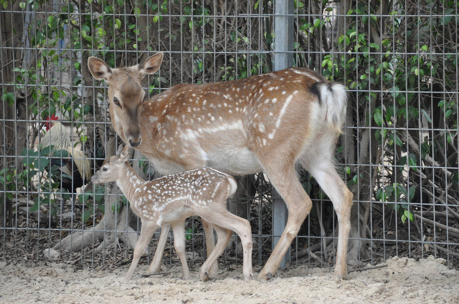 Mesopotamian fallow deer/ Dama mesopotamica