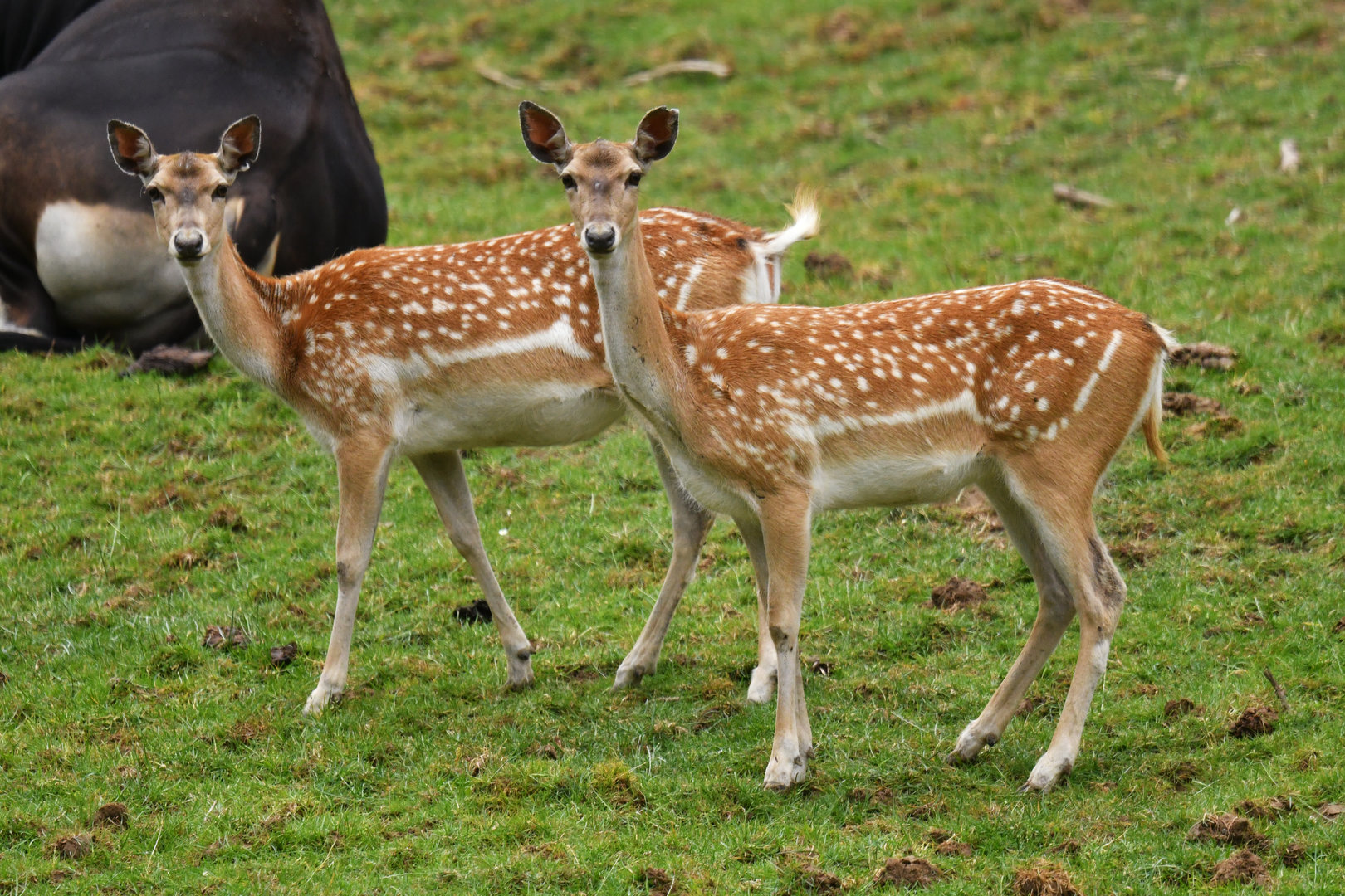 Mesopotamian fallow deer (Dama mesopotamica)