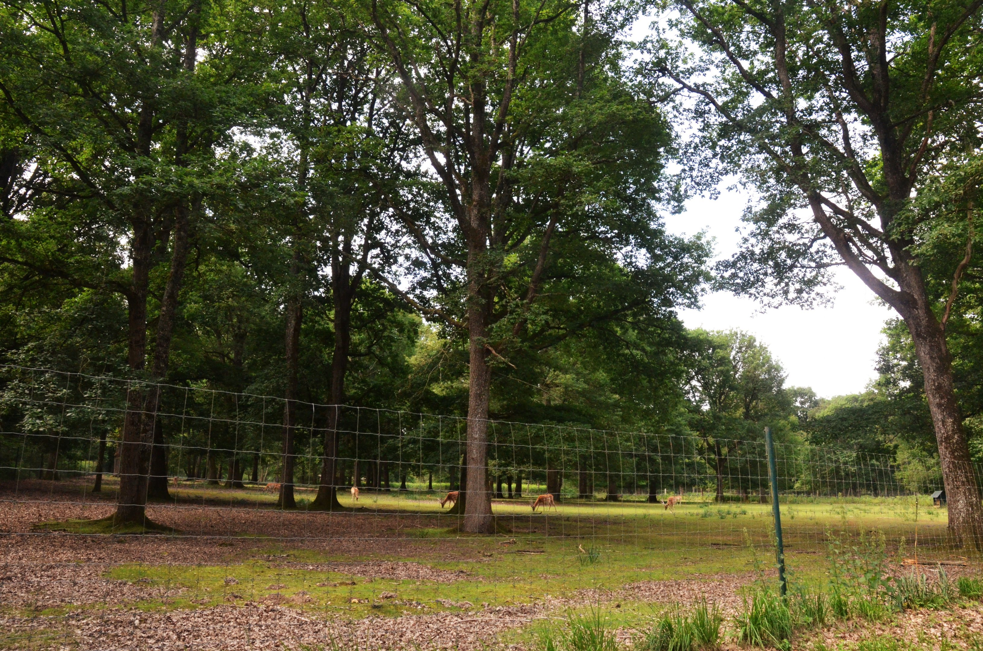 Mesopotamian Fallow Deer Enclosure at Haute-Touche, 14/06/18