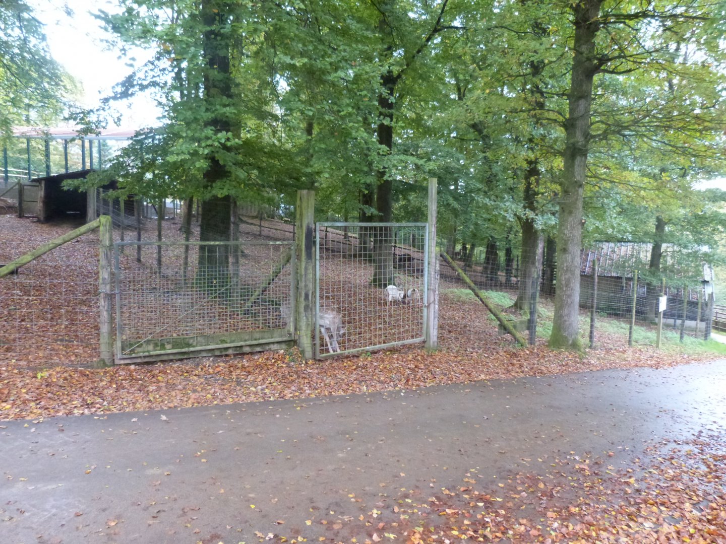 Mesopotamian fallow deer - Parc animalier de Bouillon