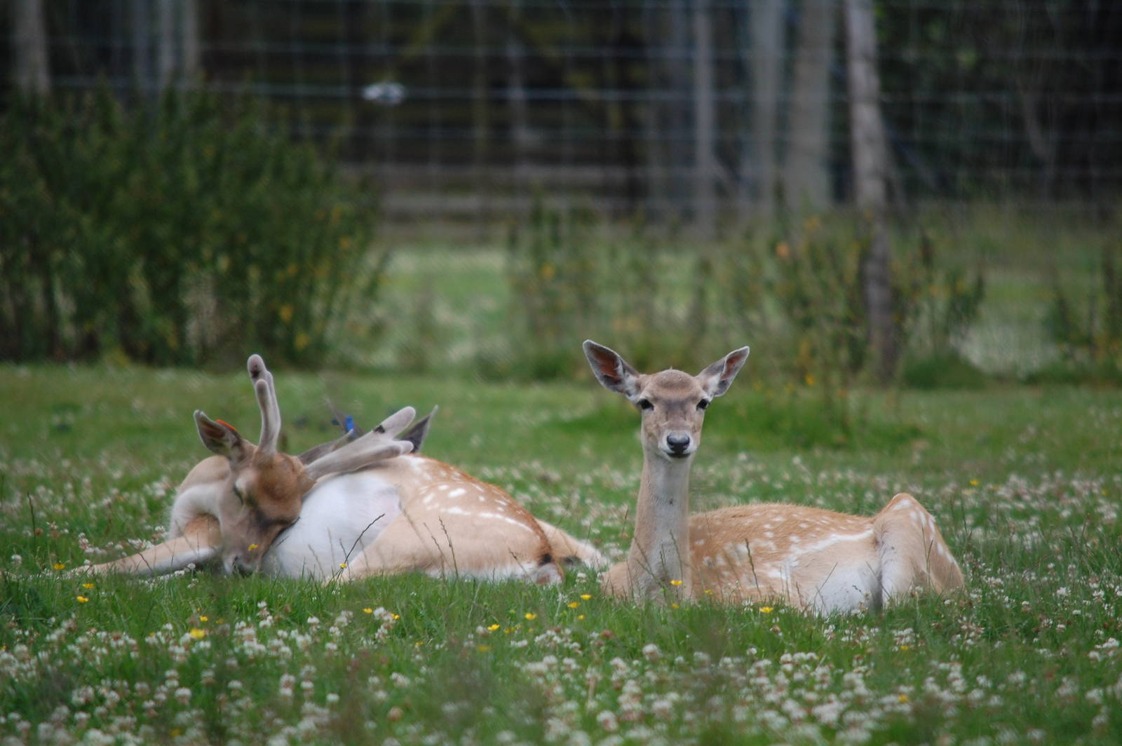 Mesopotamian Fallow Deer