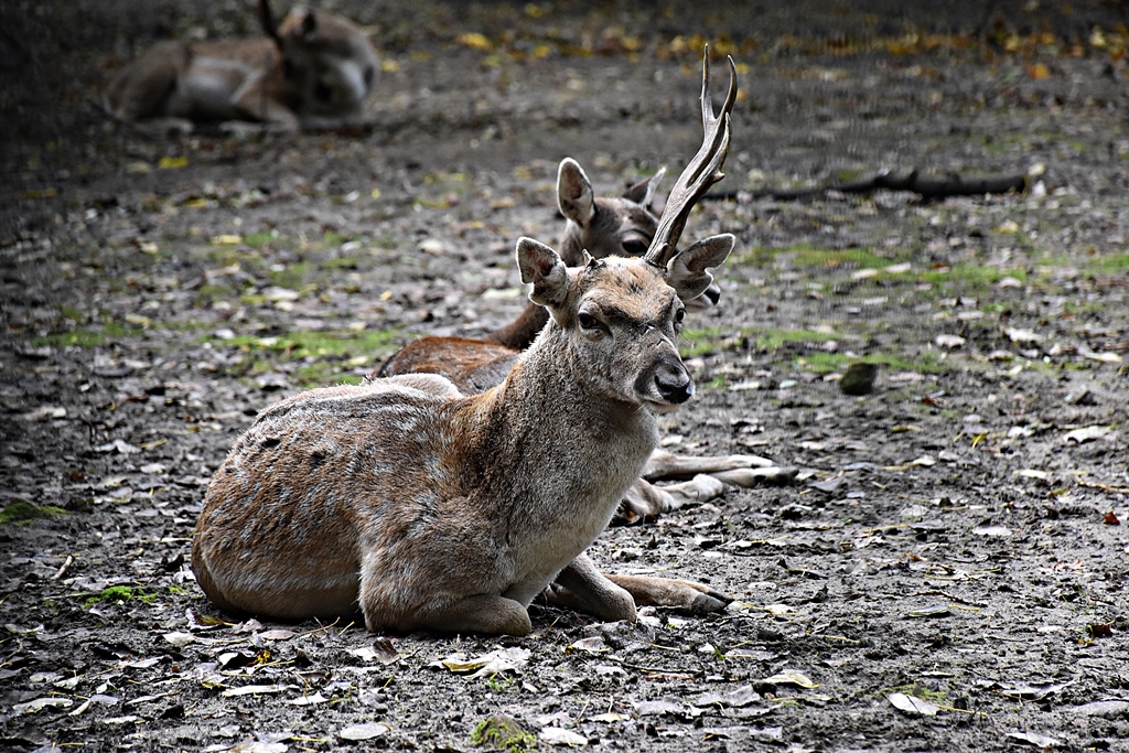 Mesopotamian Fallow Deer