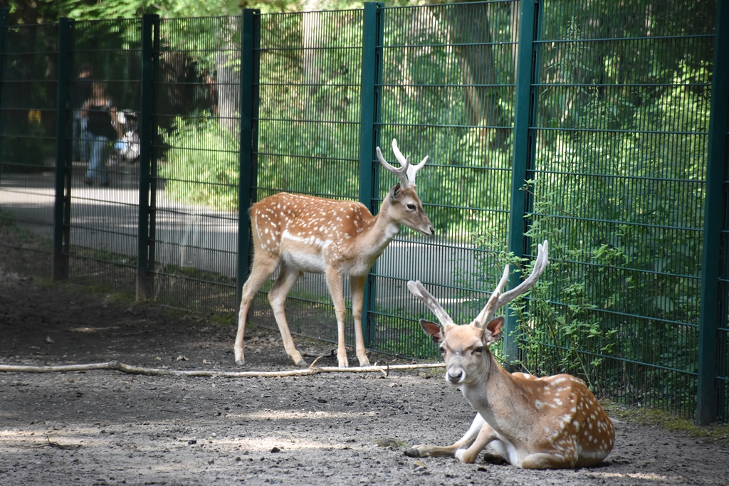 Mesopotamian Fallow Deer