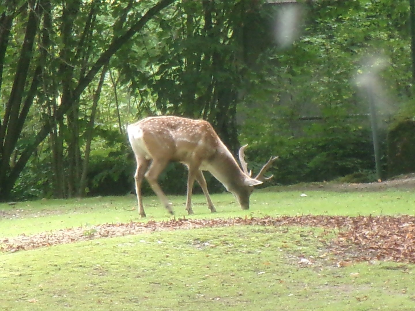 Mesopotamian fallow deer