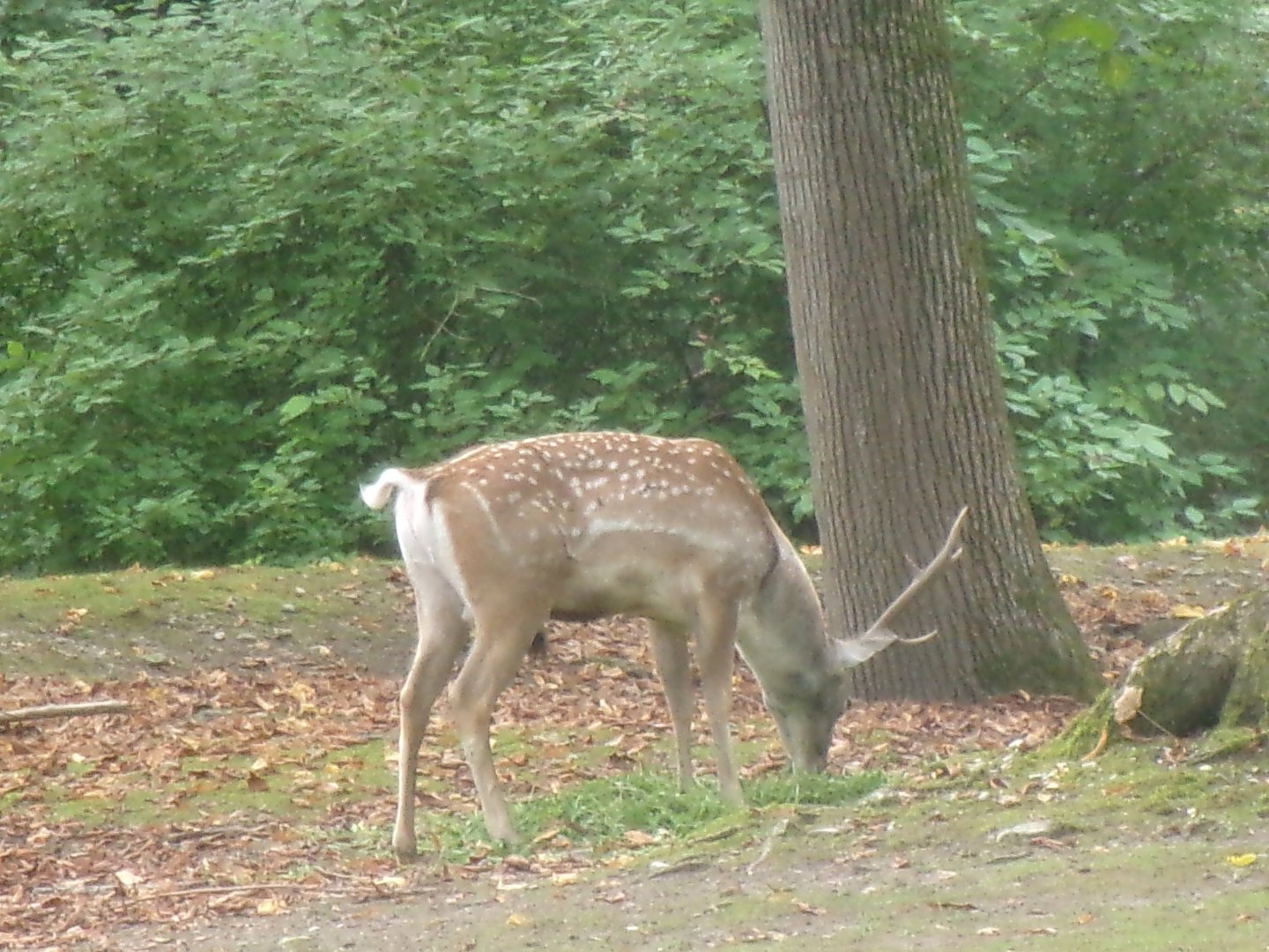 Mesopotamian fallow deer