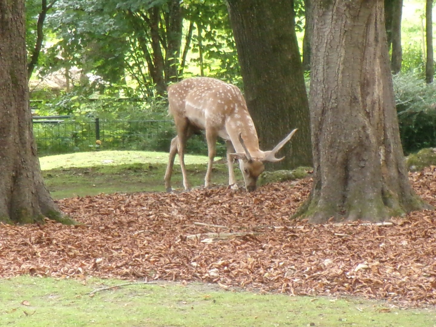 Mesopotamian fallow deer