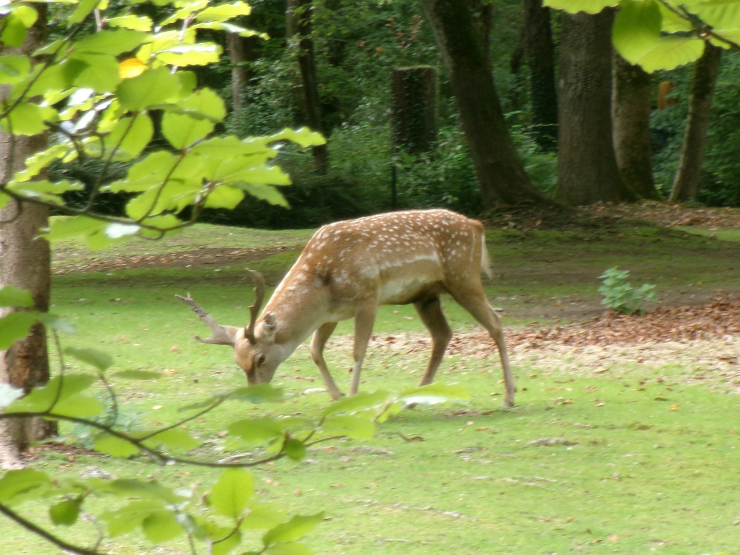 Mesopotamian fallow deer