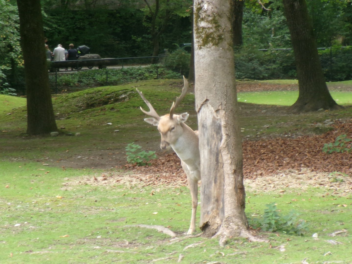 Mesopotamian fallow deer