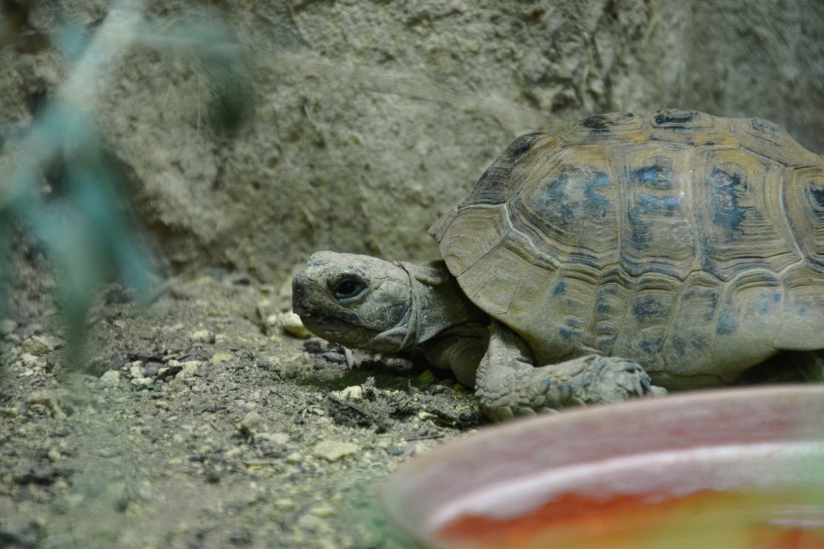 Mesopotamian tortoise (Testudo graeca terrestris)