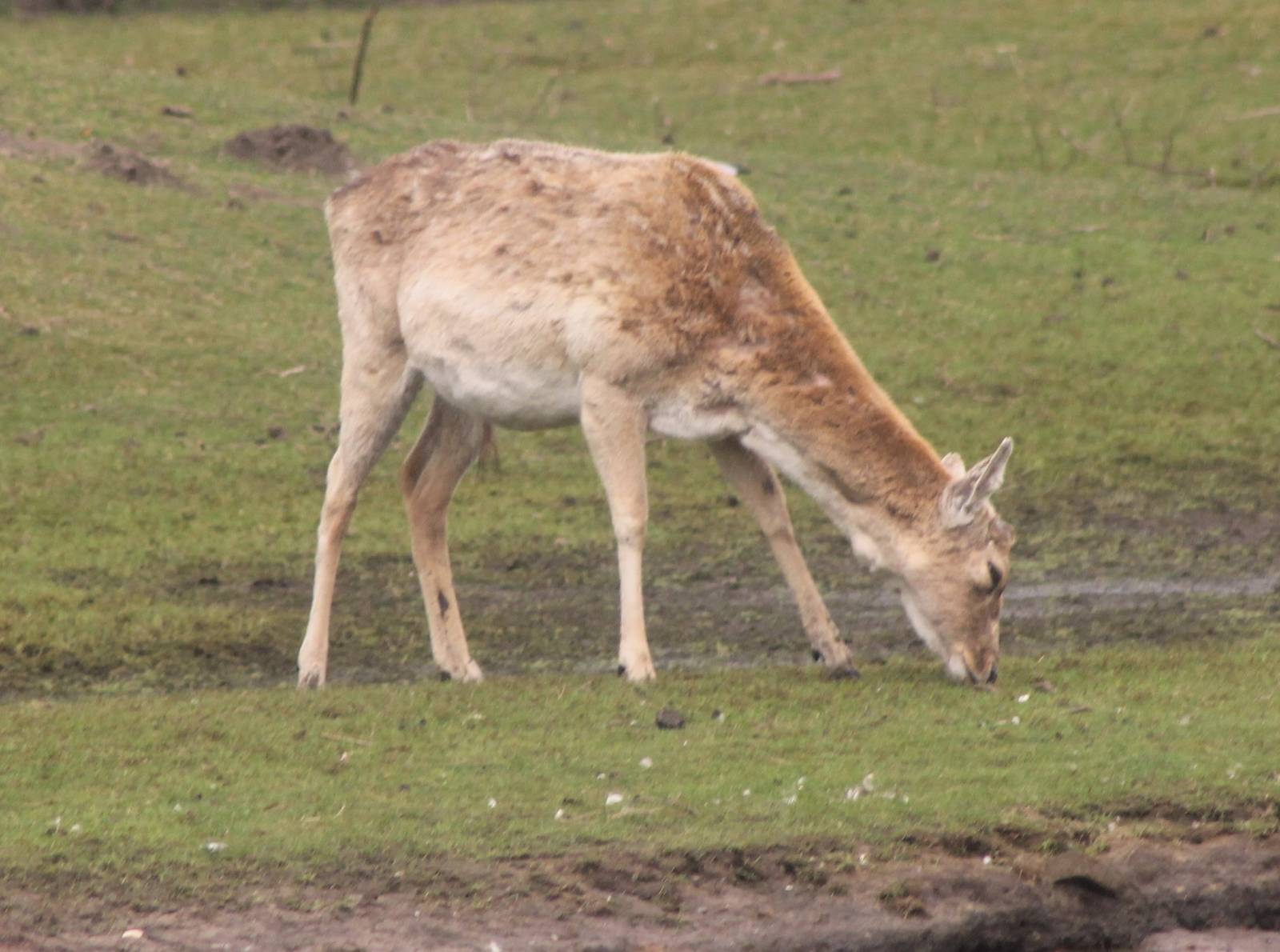 Mesopotanian fallow deer