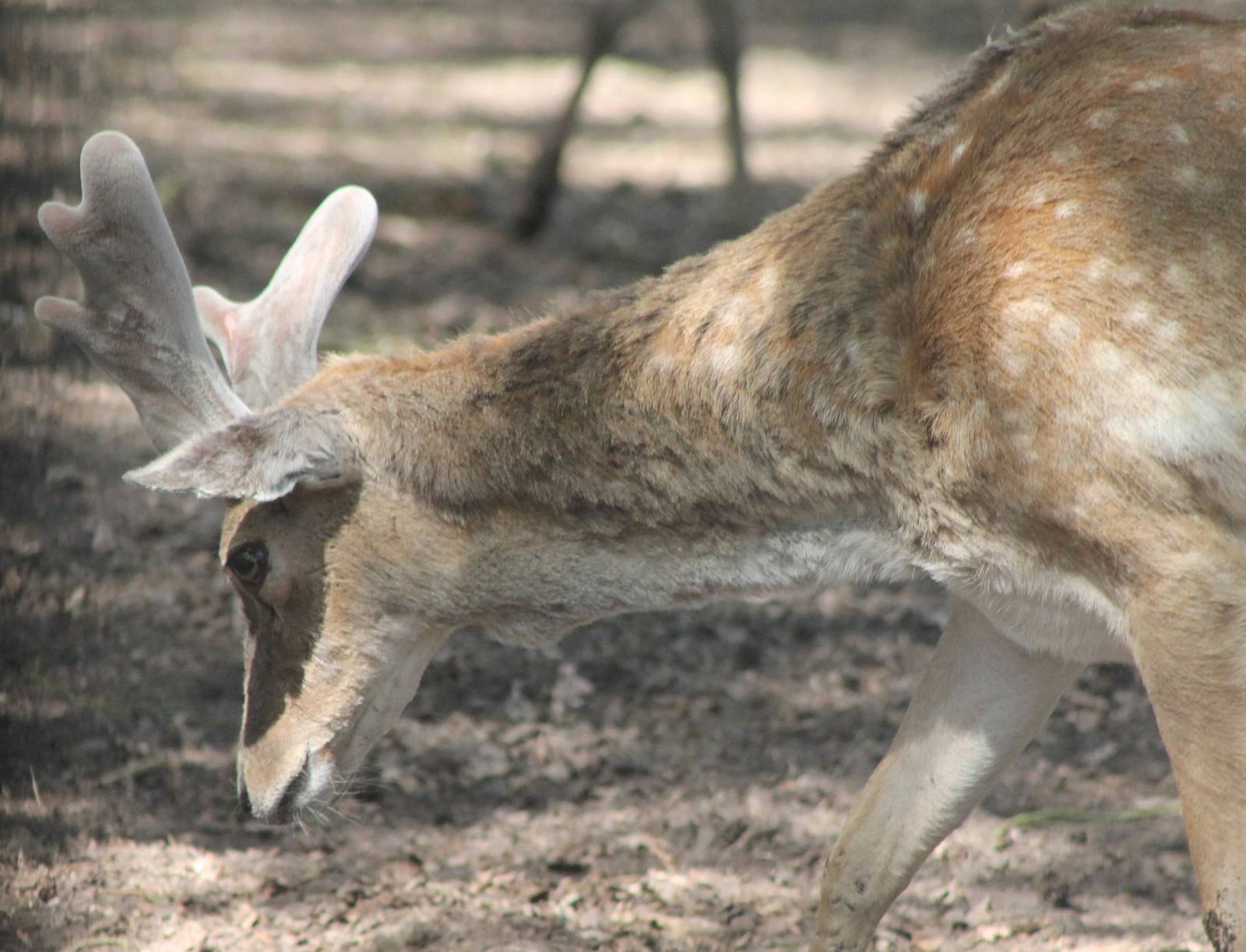 Mesopotanian fallow deer