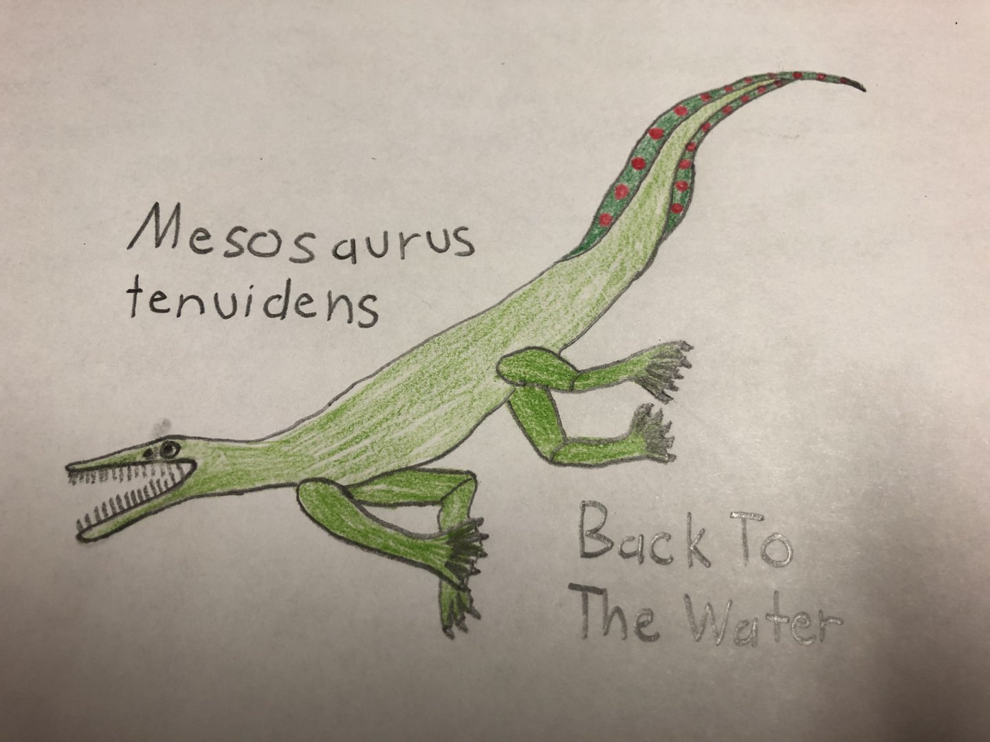Mesosaurus tenuidens