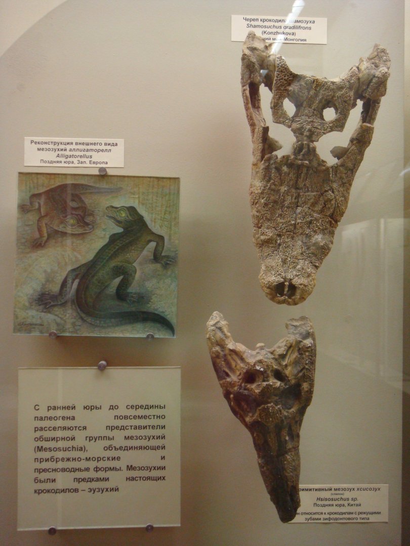 "Mesosuchia" exhibition