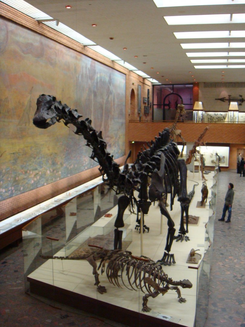 Mesozoic hall