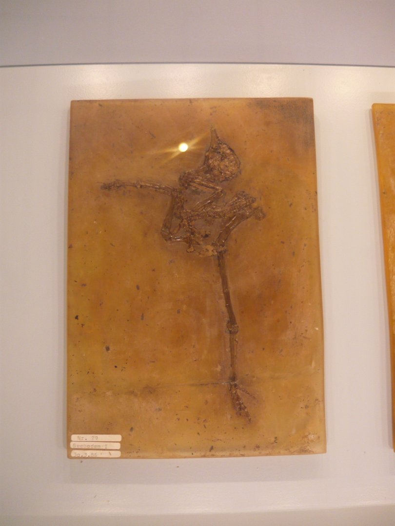 Messelornis cristata