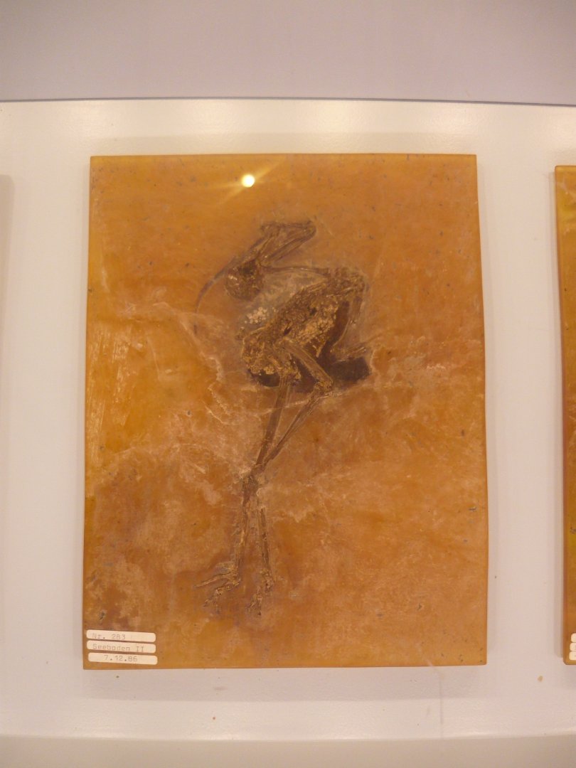 Messelornis cristata