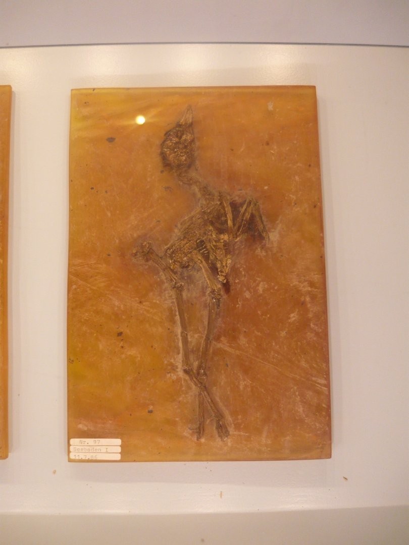 Messelornis cristata