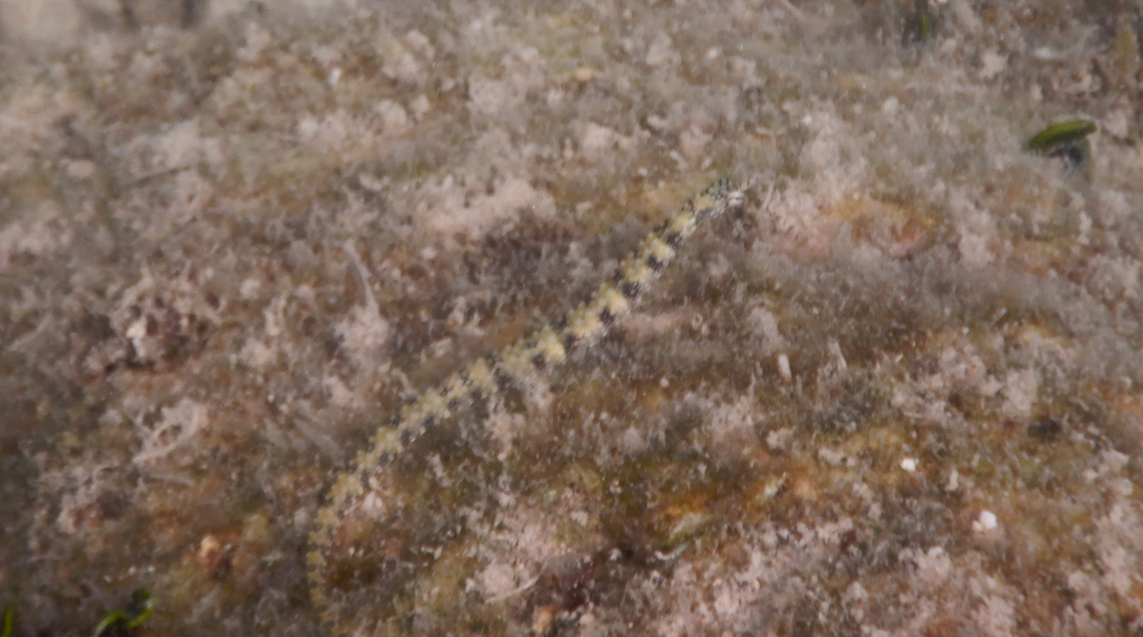 Messmate Pipefish (Corythoichthys intestinalis) - Green Island