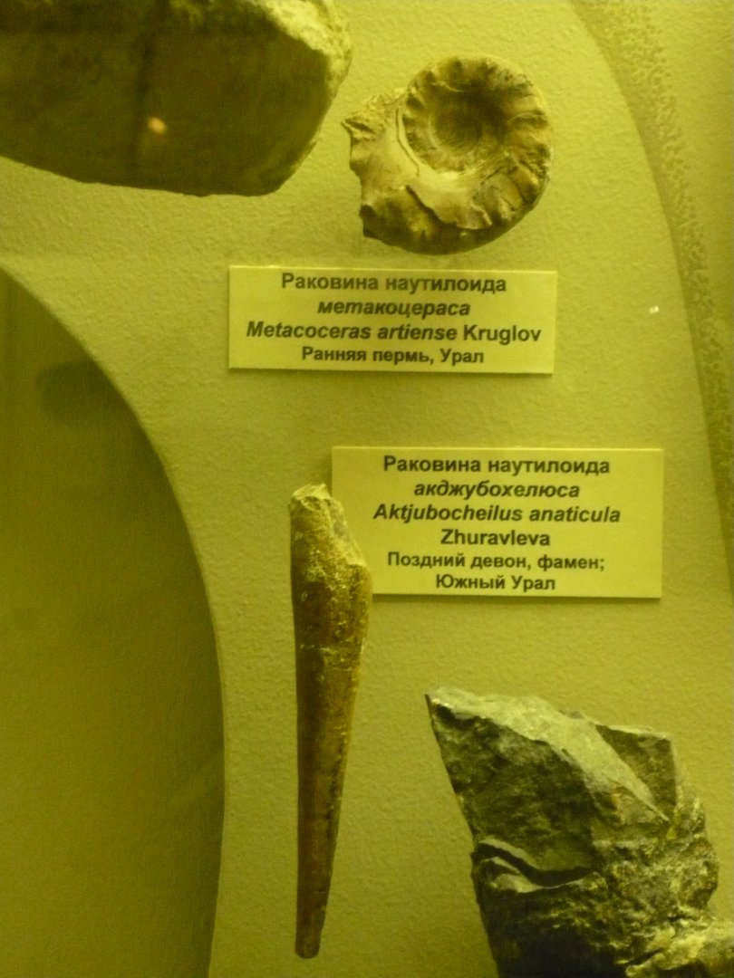 Metacoceras artiense and Aktjubocheilus anaticula