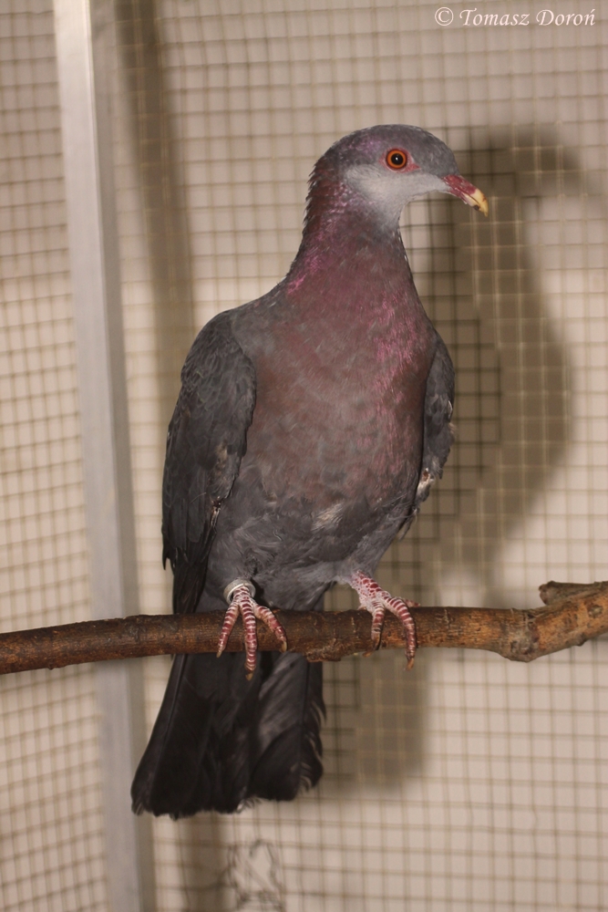 Metallic Pigeon (Columba vitiensis griseogularis)
