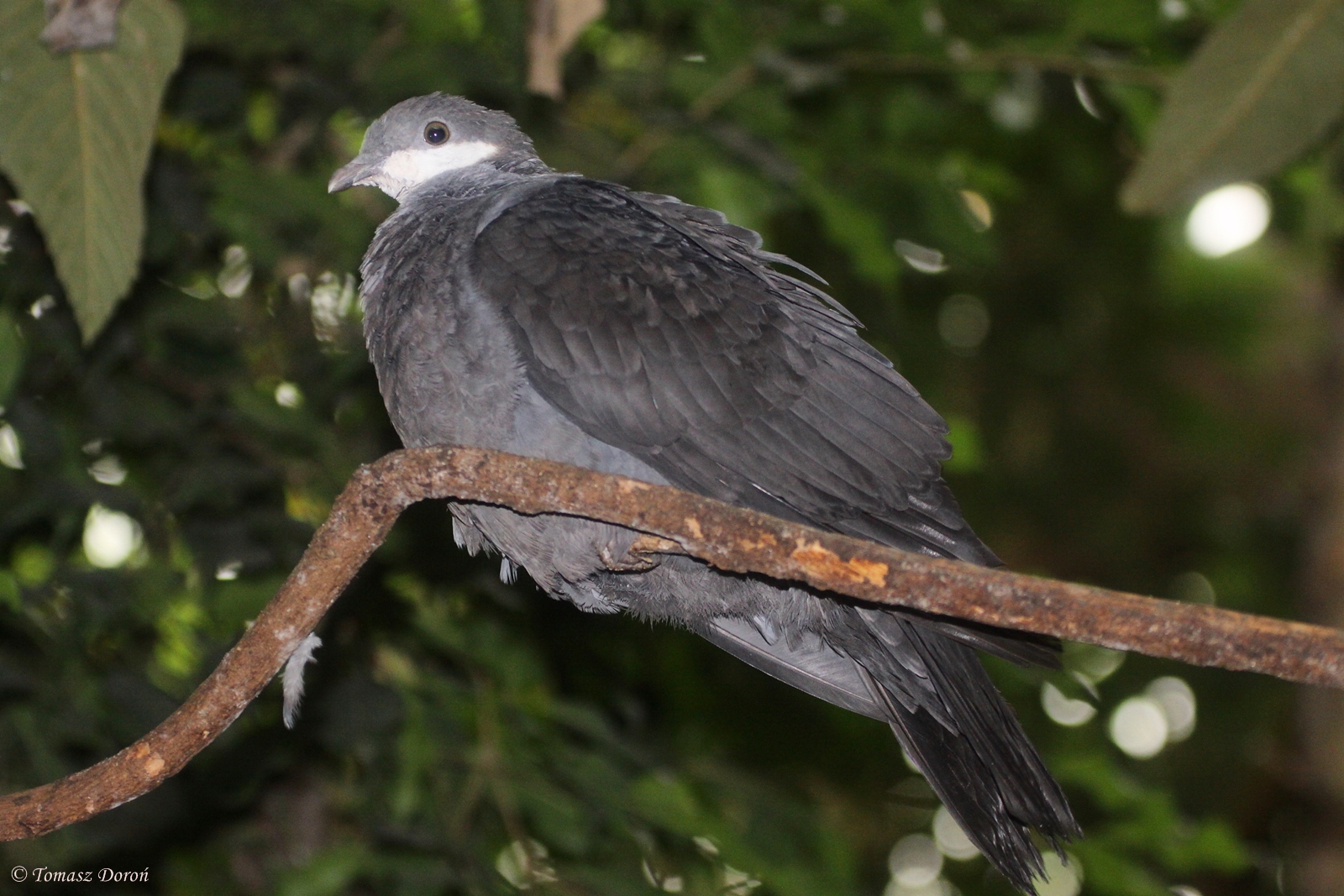 Metallic Pigeon (Columba vitiensis halmaheira)