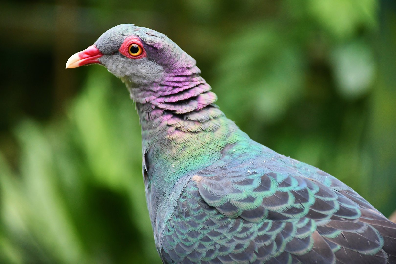 Metallic Pigeon (Columba vitiensis metallica)