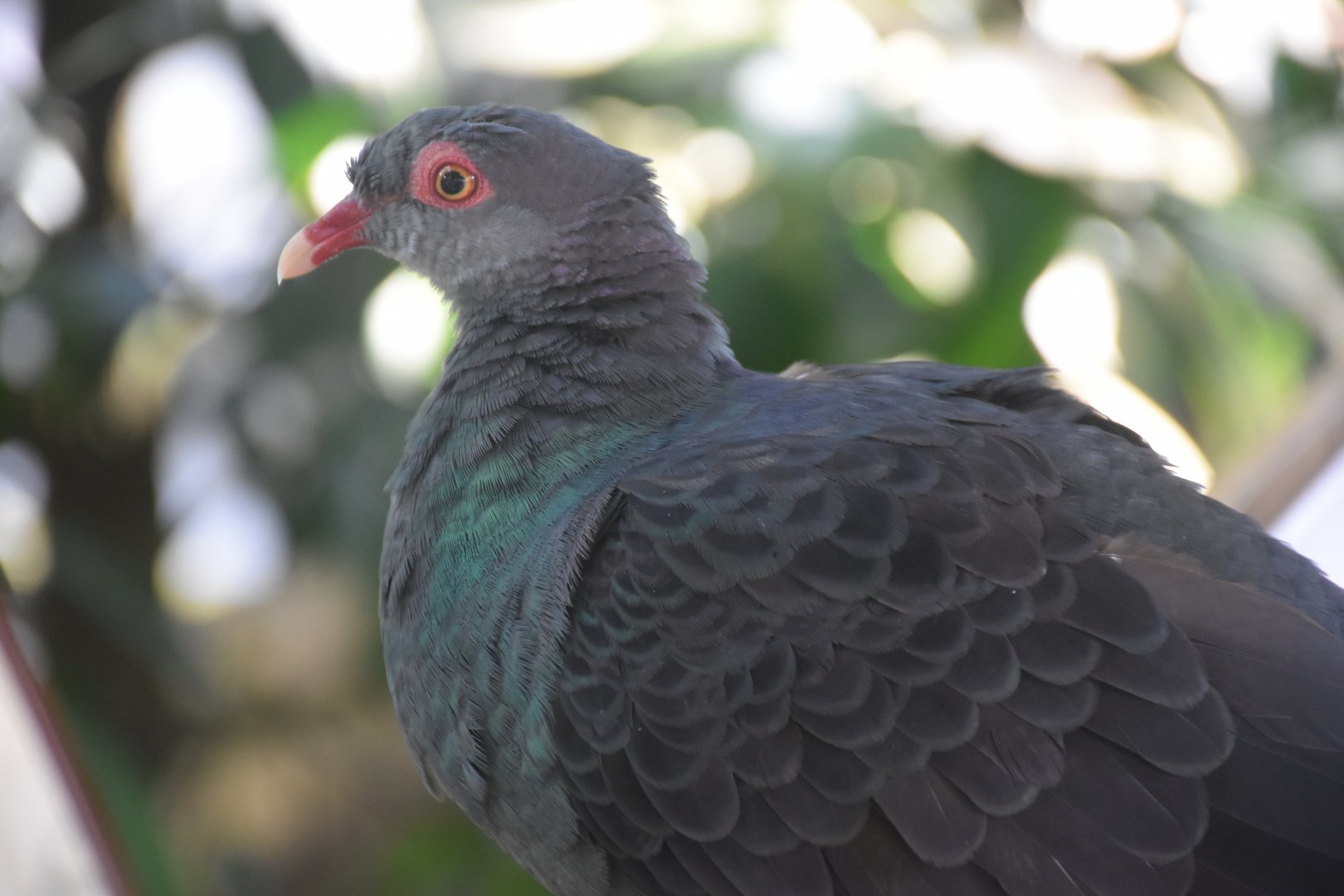 Metallic Pigeon (Columba vitiensis metallica )
