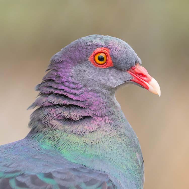 Metallic Pigeon (Columba Vitiensis Metallica)
