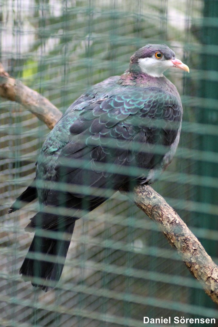 Metallic pigeon (Columba vitiensis)
