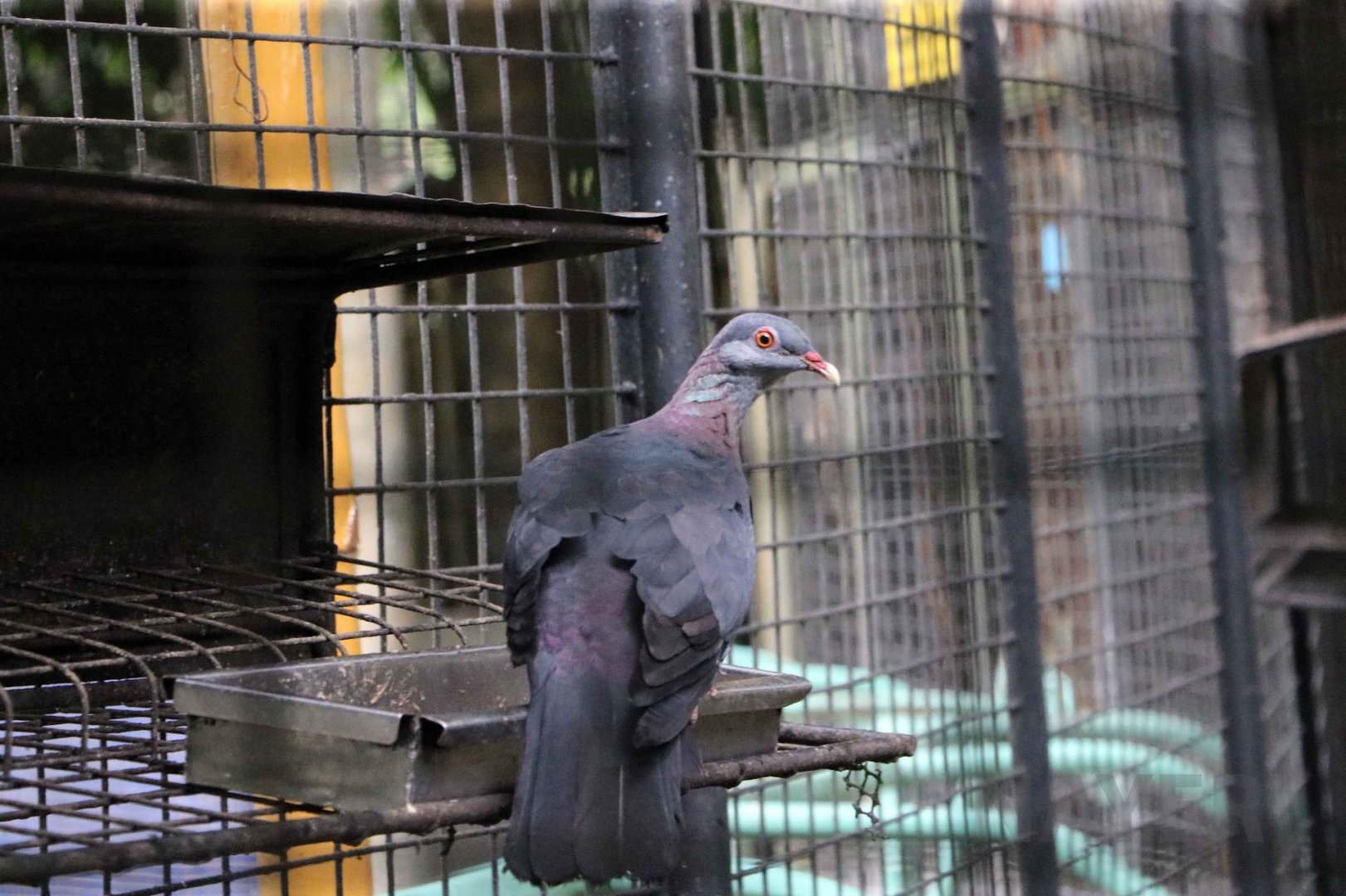 Metallic pigeon, July 2016