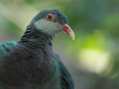 Metallic Pigeon