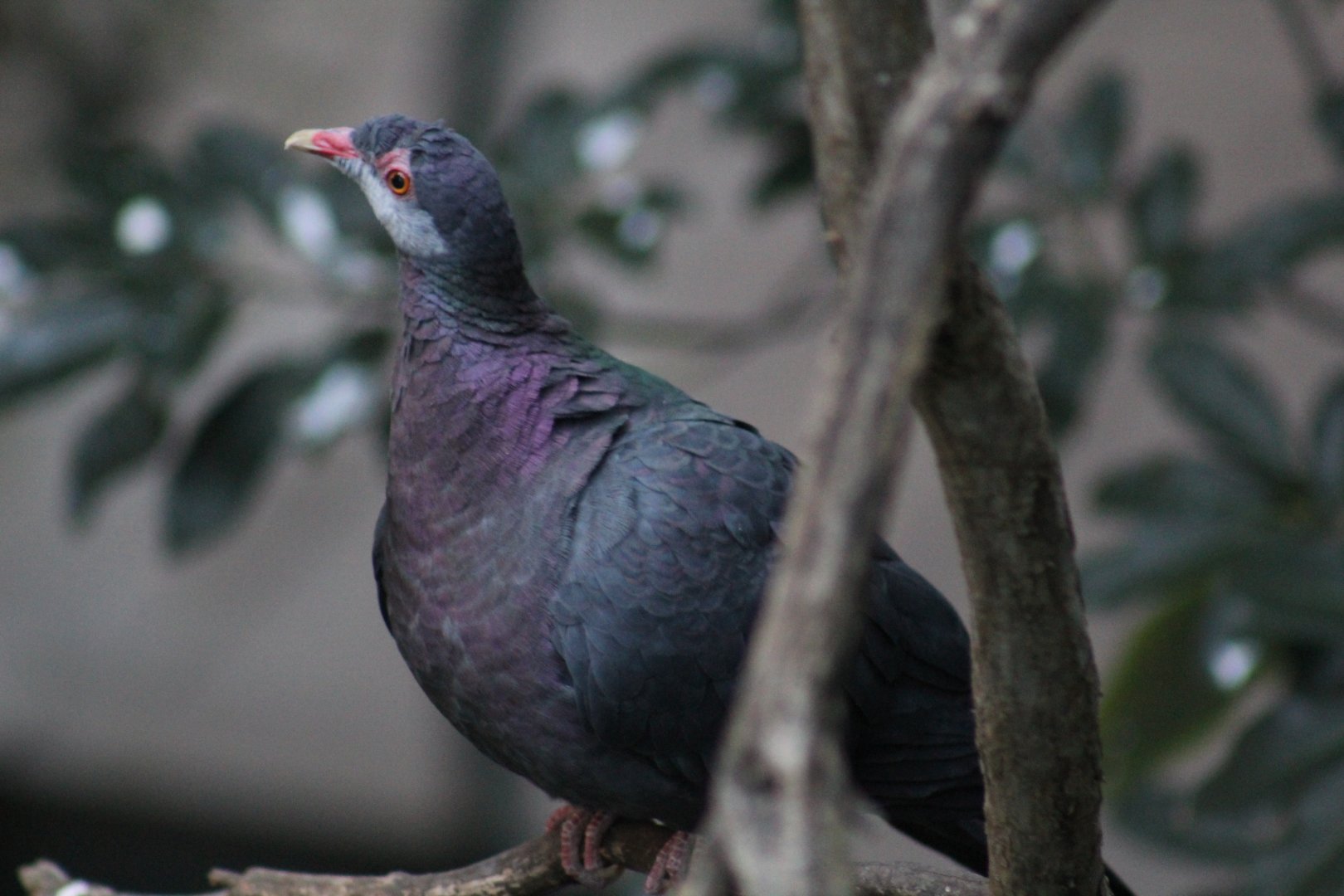 Metallic Pigeon