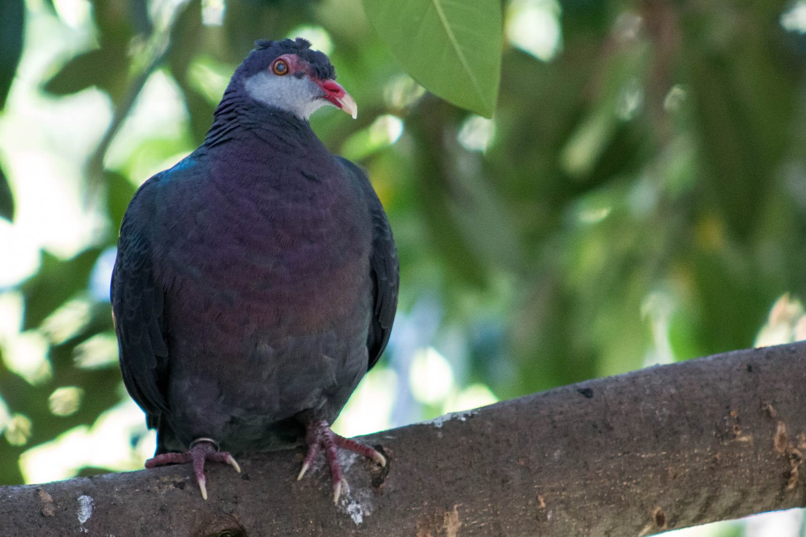 Metallic pigeon