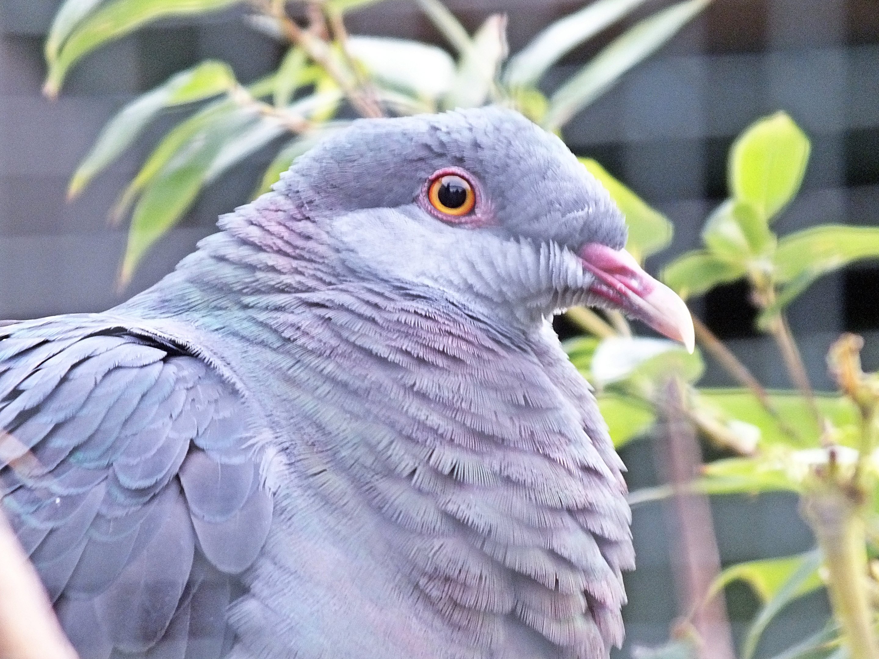 Metallic pigeon