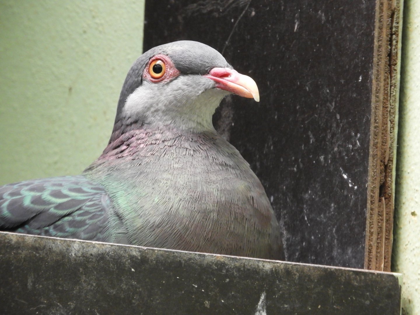 Metallic pigeon