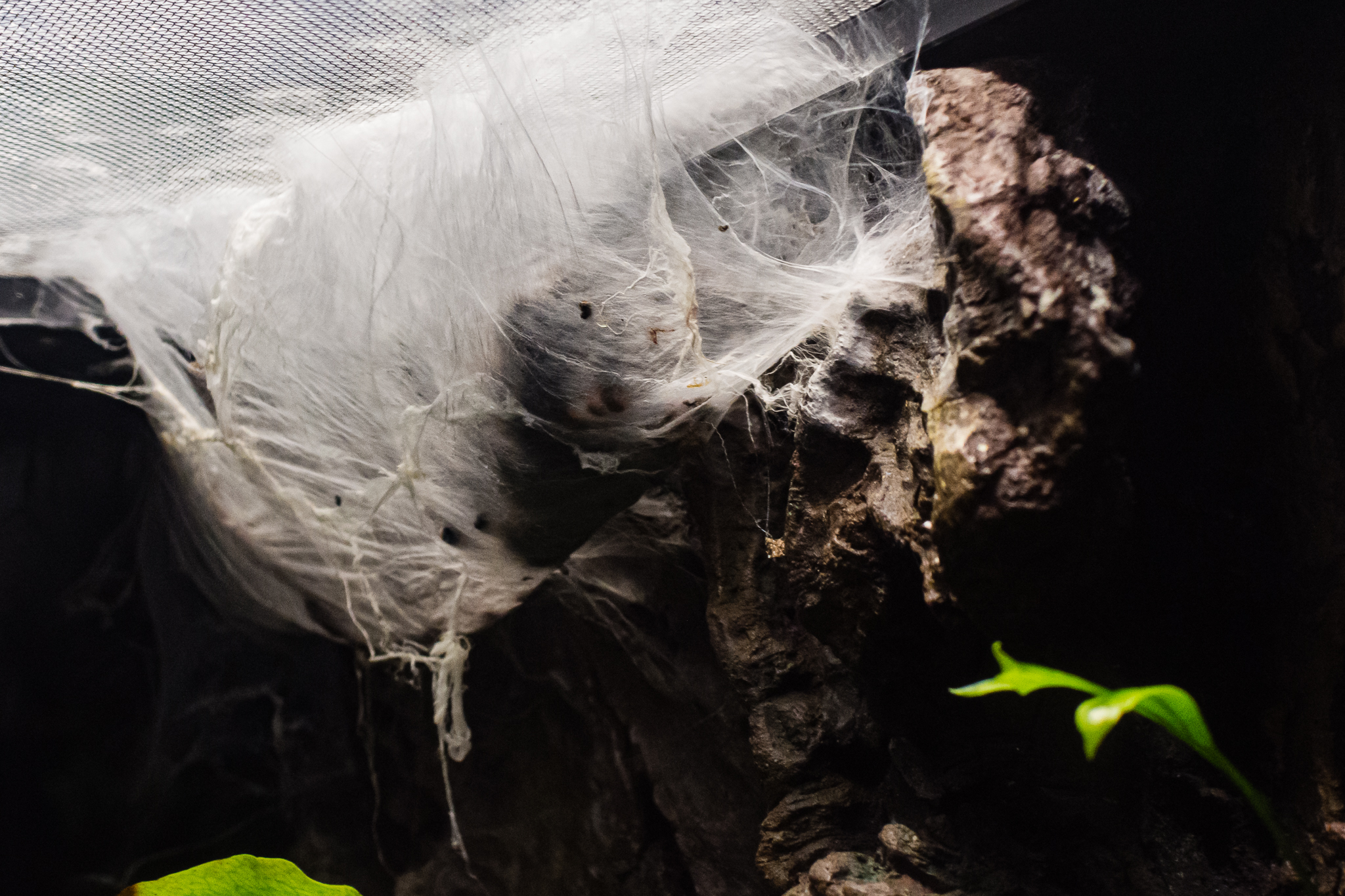 Metallic Pinktoe Tarantula molting?-Spineless Marvels