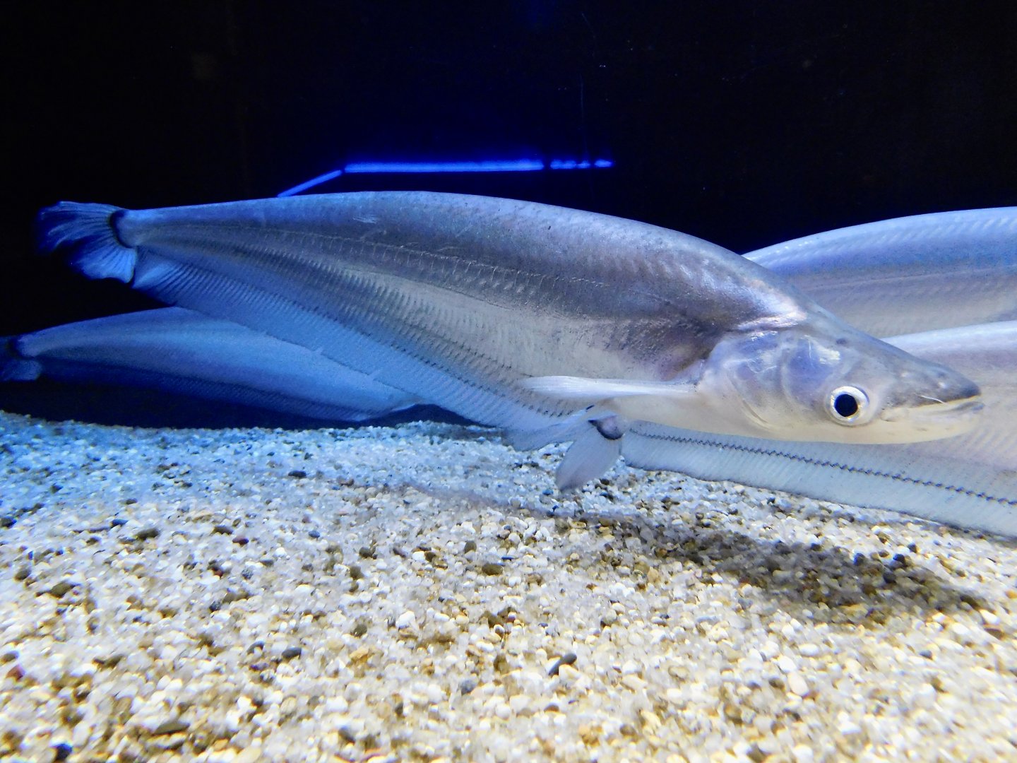 Metallic sheatfish (Phalacronotus apogon) Kawasui Kawasaki Aquarium August 15, 2025