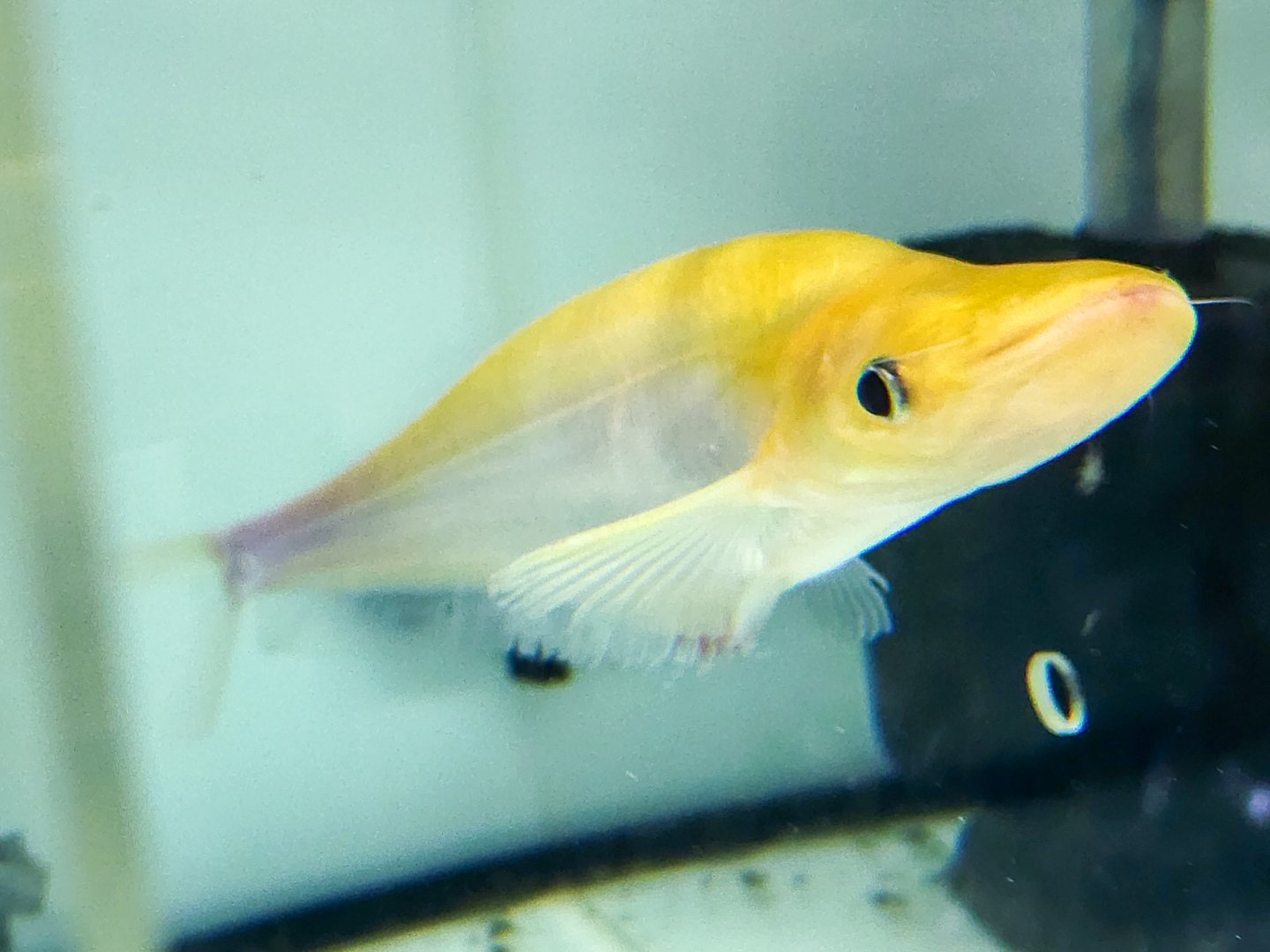 Metallic Sheatfish (Phalacronotus apogon var. Albino)