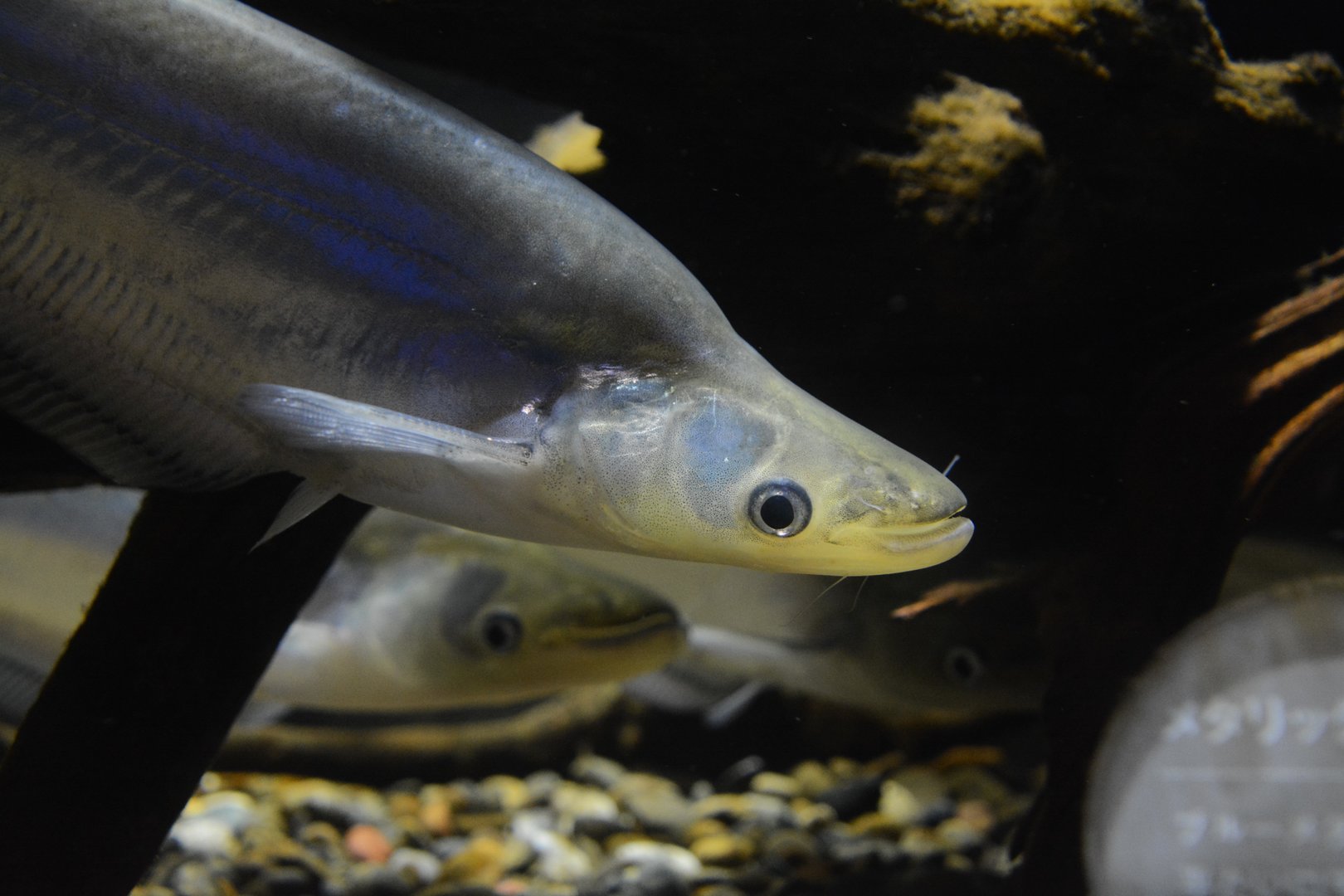 Metallic sheatfish (Phalacronotus apogon)