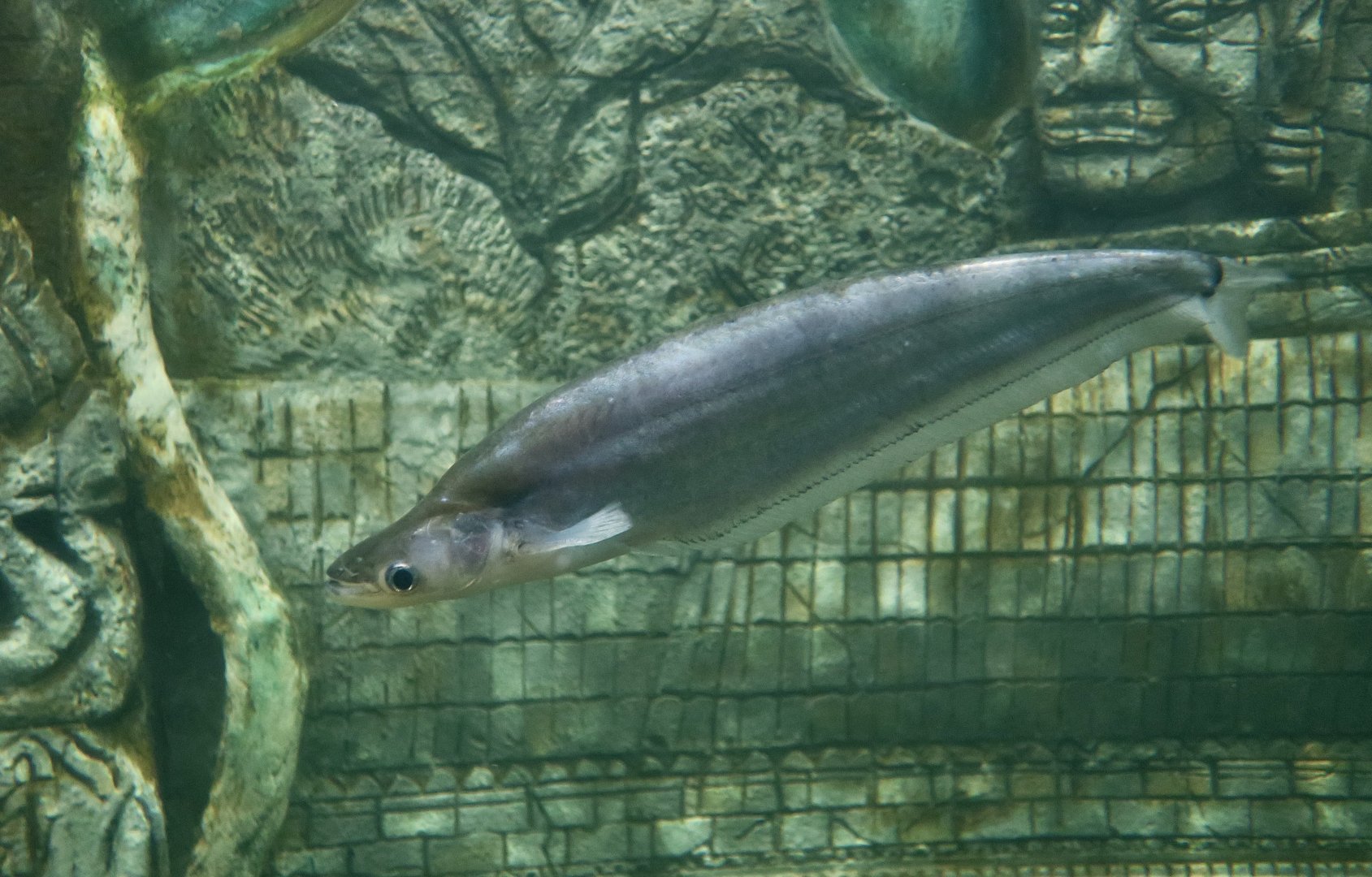 Metallic Sheatfish (Phalacronotus apogon)
