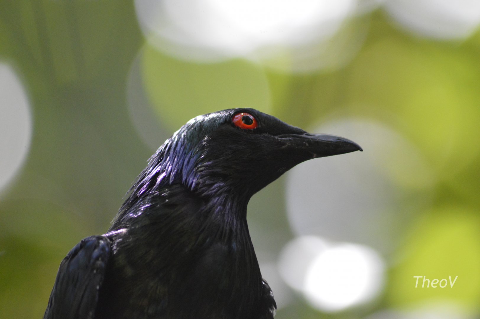 Metallic Starling [2017]